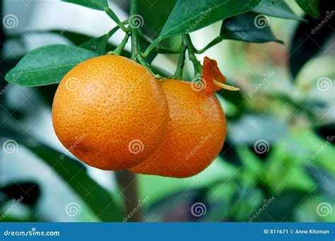 are oranges native to china